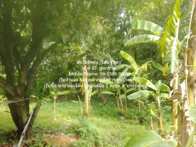 ให้เช่าที่ดินเกษตรกรรมผืนใหญ่ 3-0-27.3 ไร่ ถนนพิบูลสงคราม นนทบุรี ราคา 50,000 บาท/เดือน